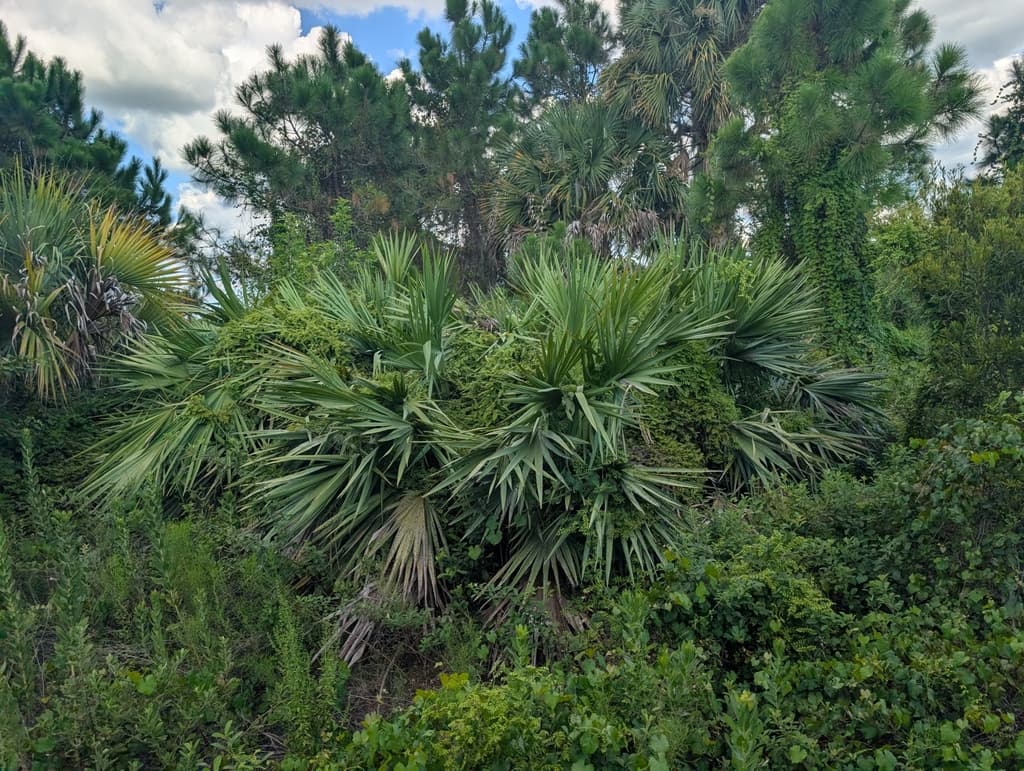 Saw Palmetto (hormonal focus)