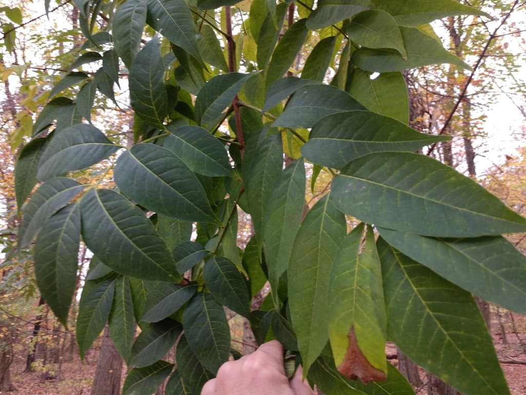 Phellodendron (Huang Bai)