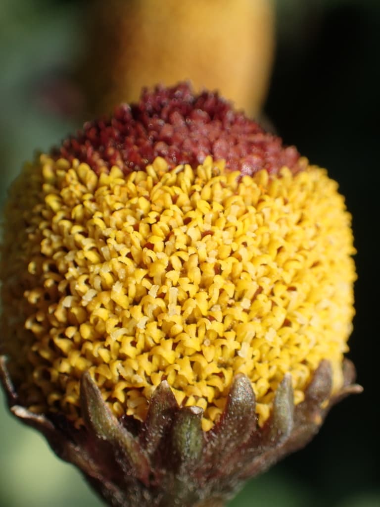 Spilanthes