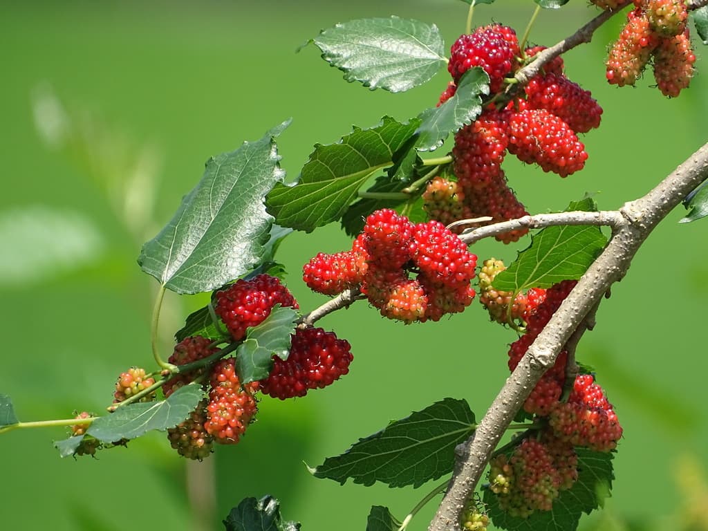Mulberry Fruit (Sang Shen)