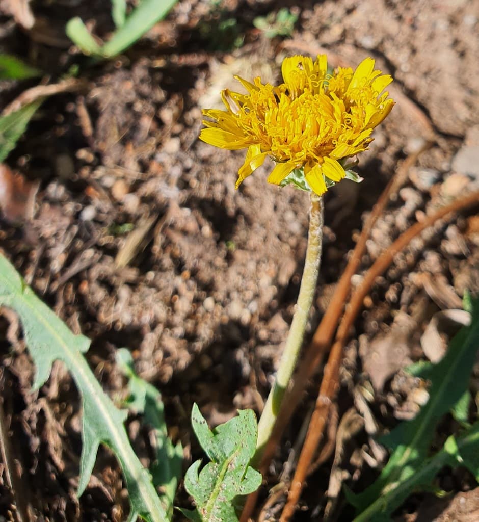 Dandelion TCM (Pu Gong Ying)