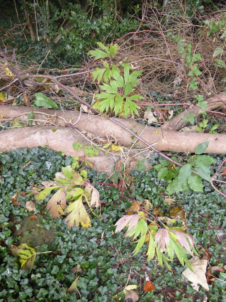 Moutan Bark (Mu Dan Pi)