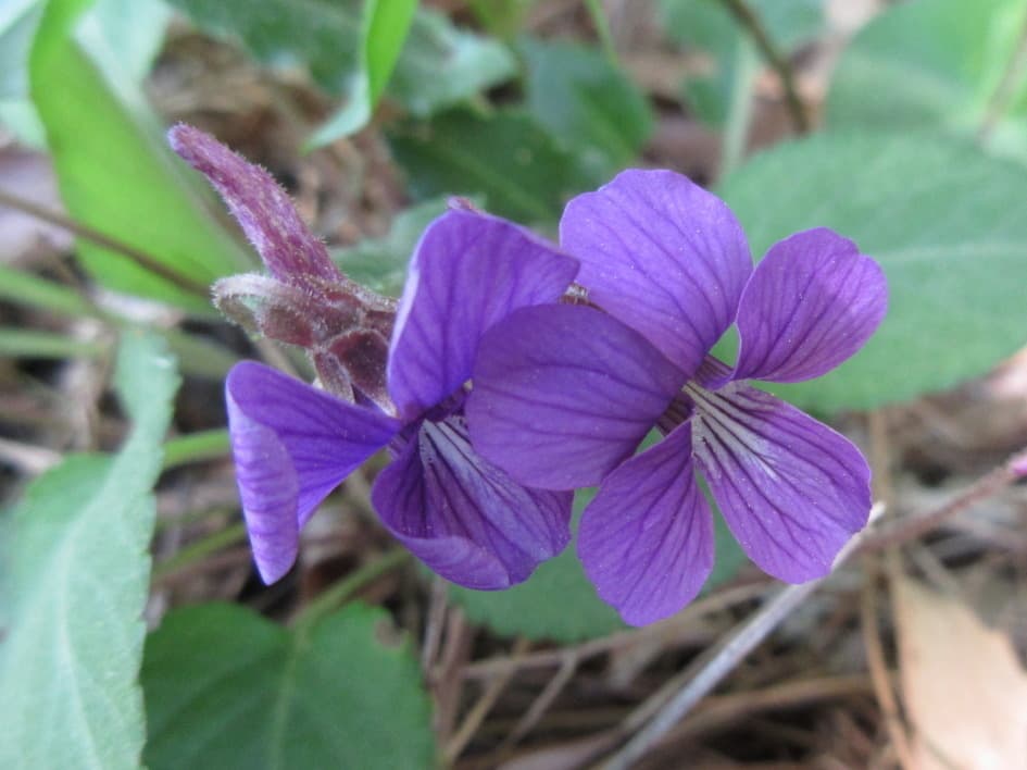 Viola (Zi Hua Di Ding)