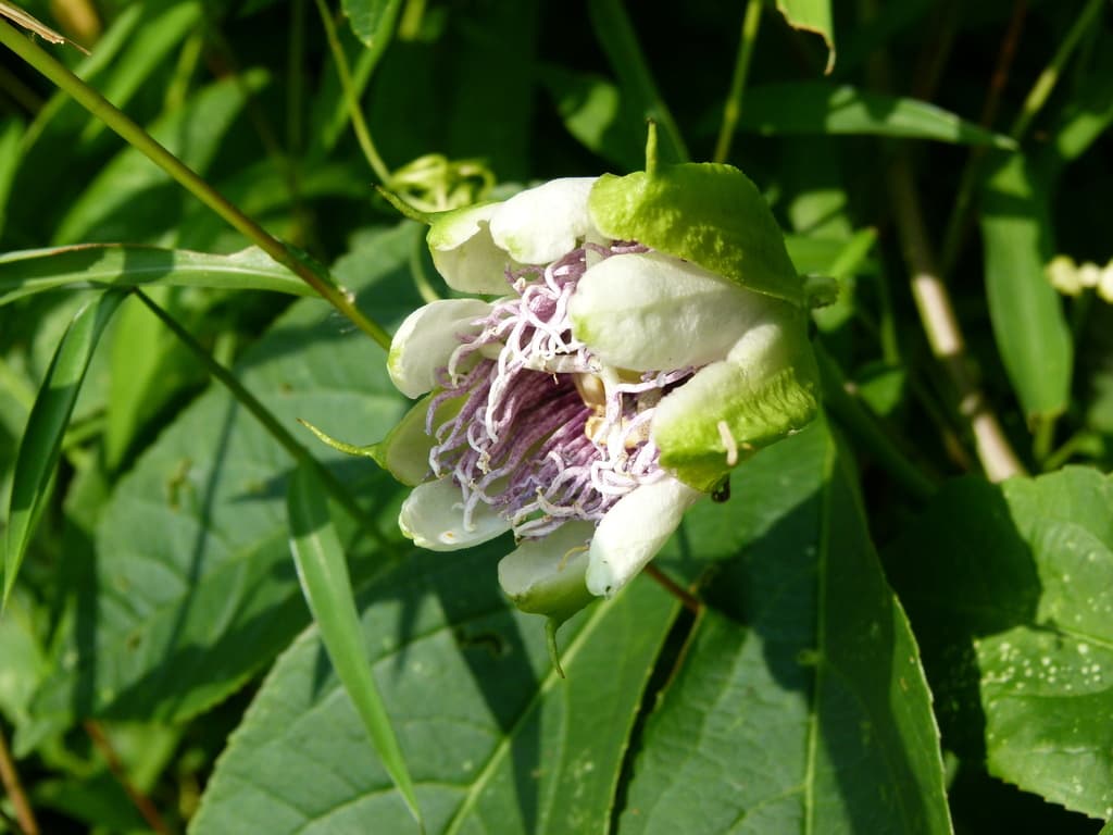 Passionflower