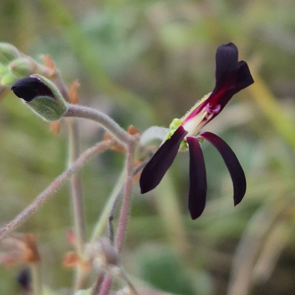 Pelargonium sidoides