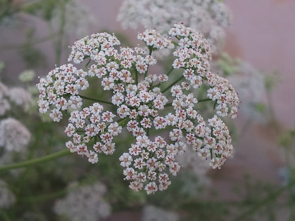 Ajwain (Bishop's Weed)