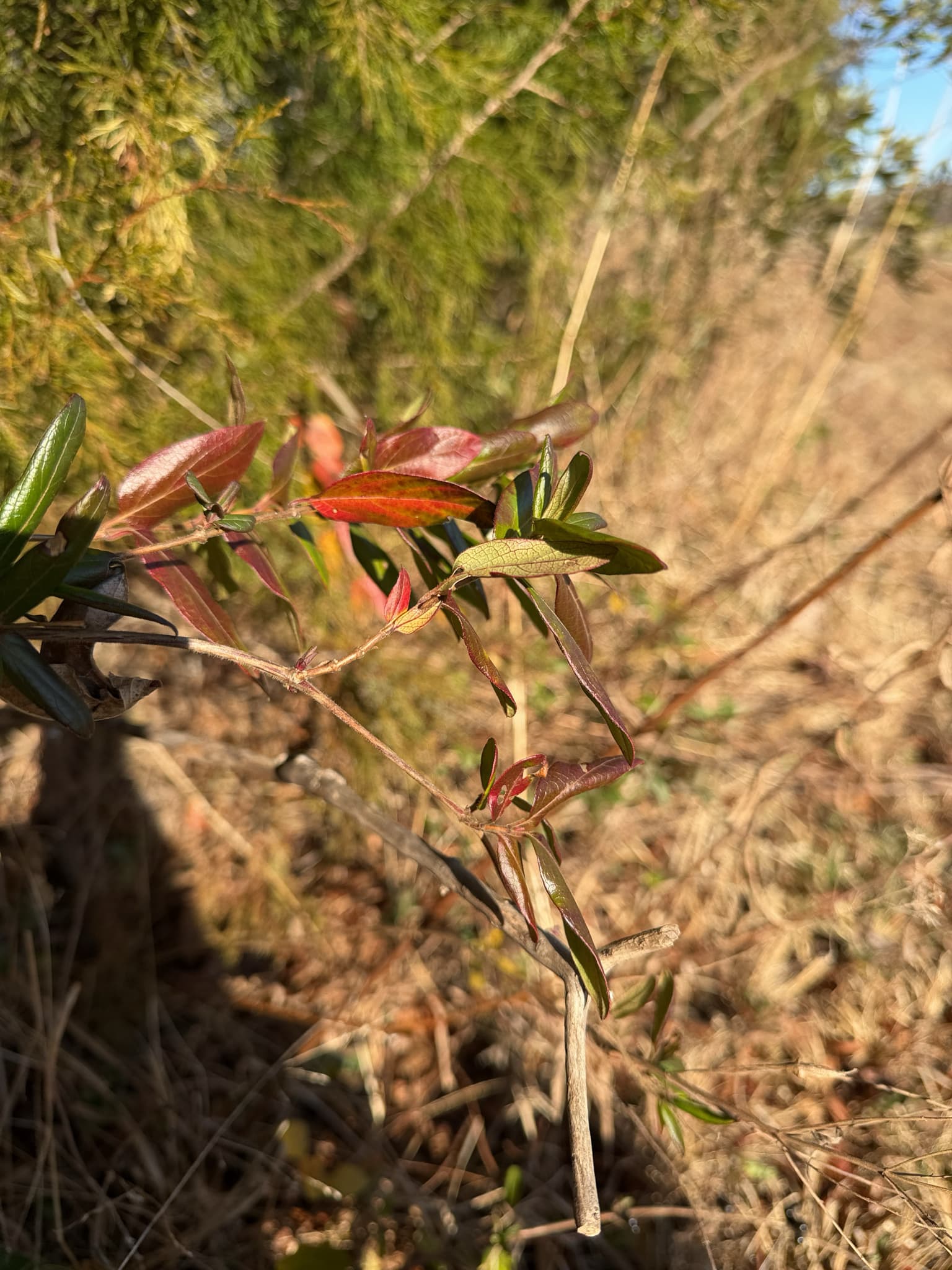 Honeysuckle (Jin Yin Hua)