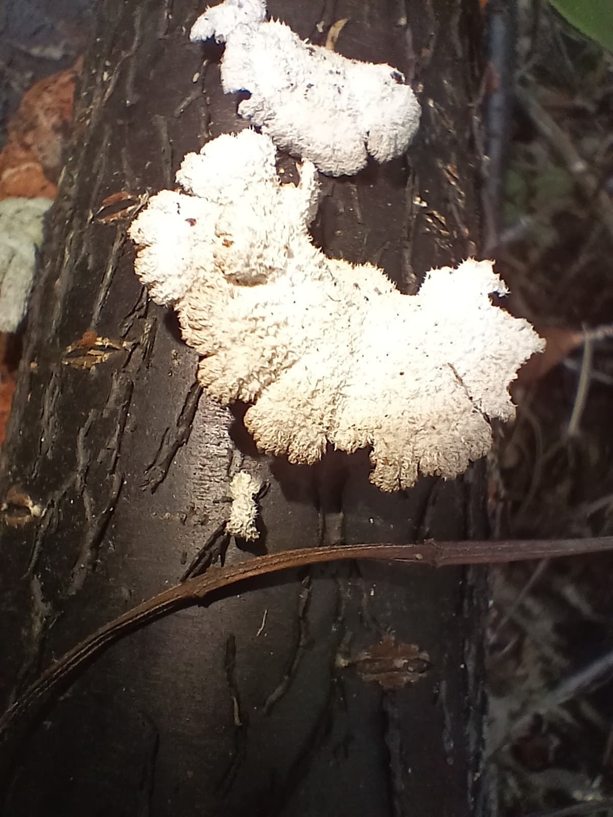 Suehirotake / Splitgill Mushroom