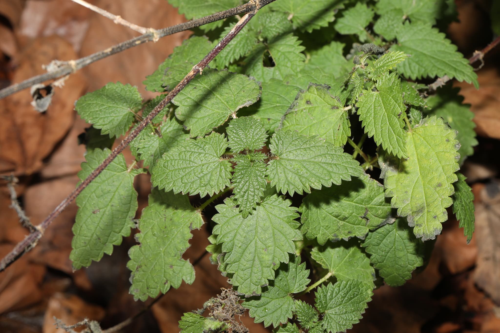 Stinging Nettle (anti-inflammatory focus)