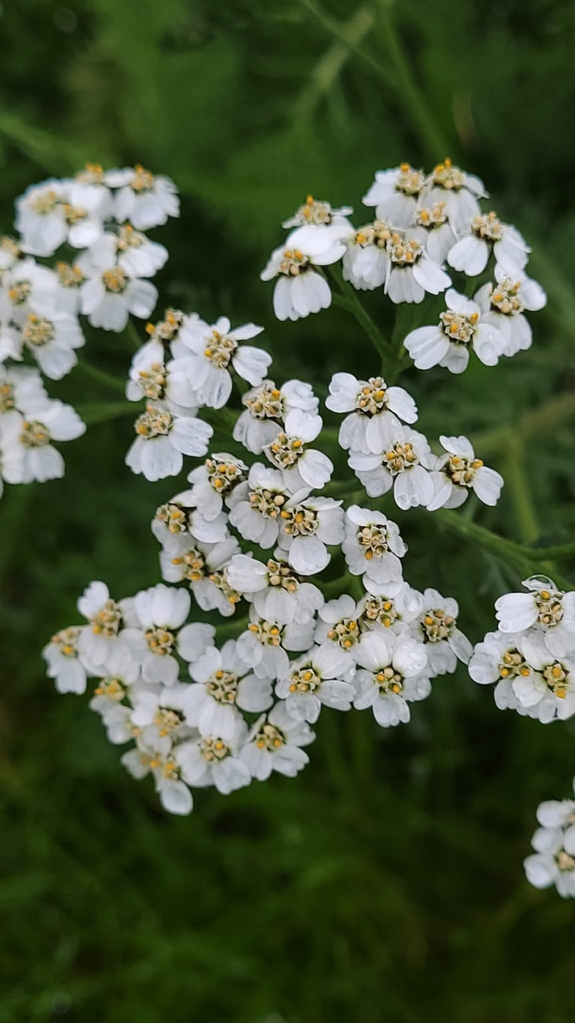 Yarrow