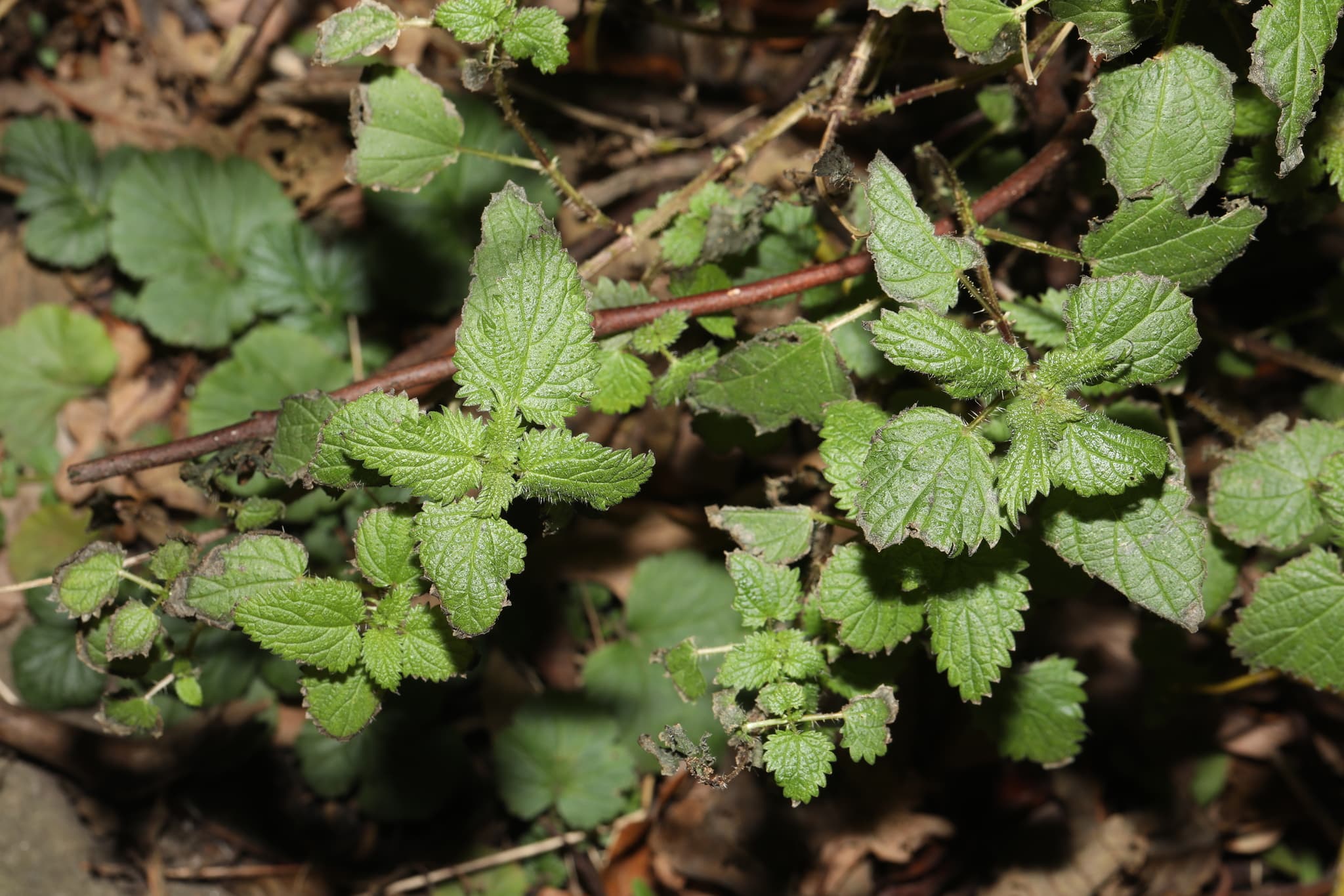 Lemon Balm