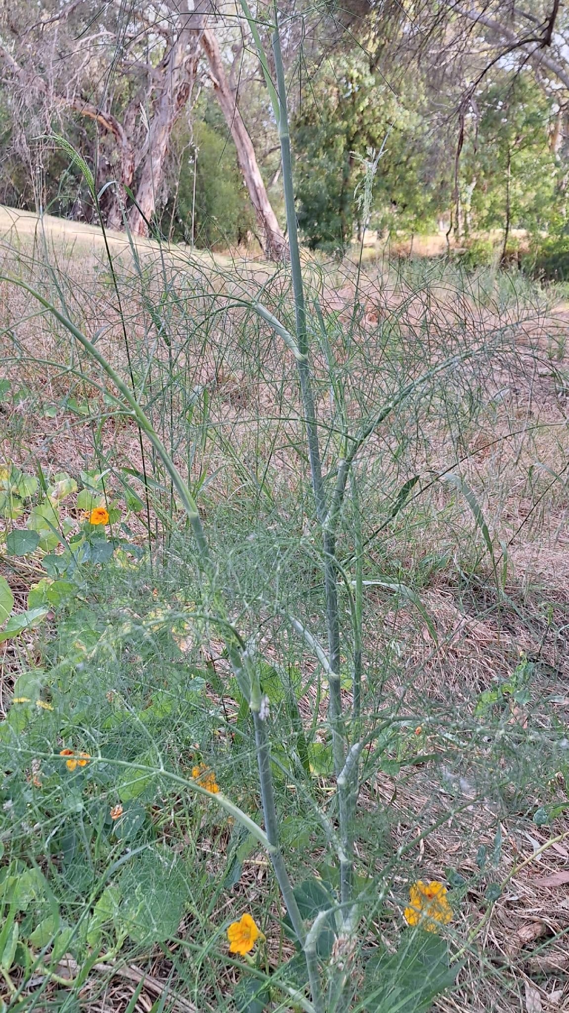 Fennel (Saunf / Xiao Hui Xiang)