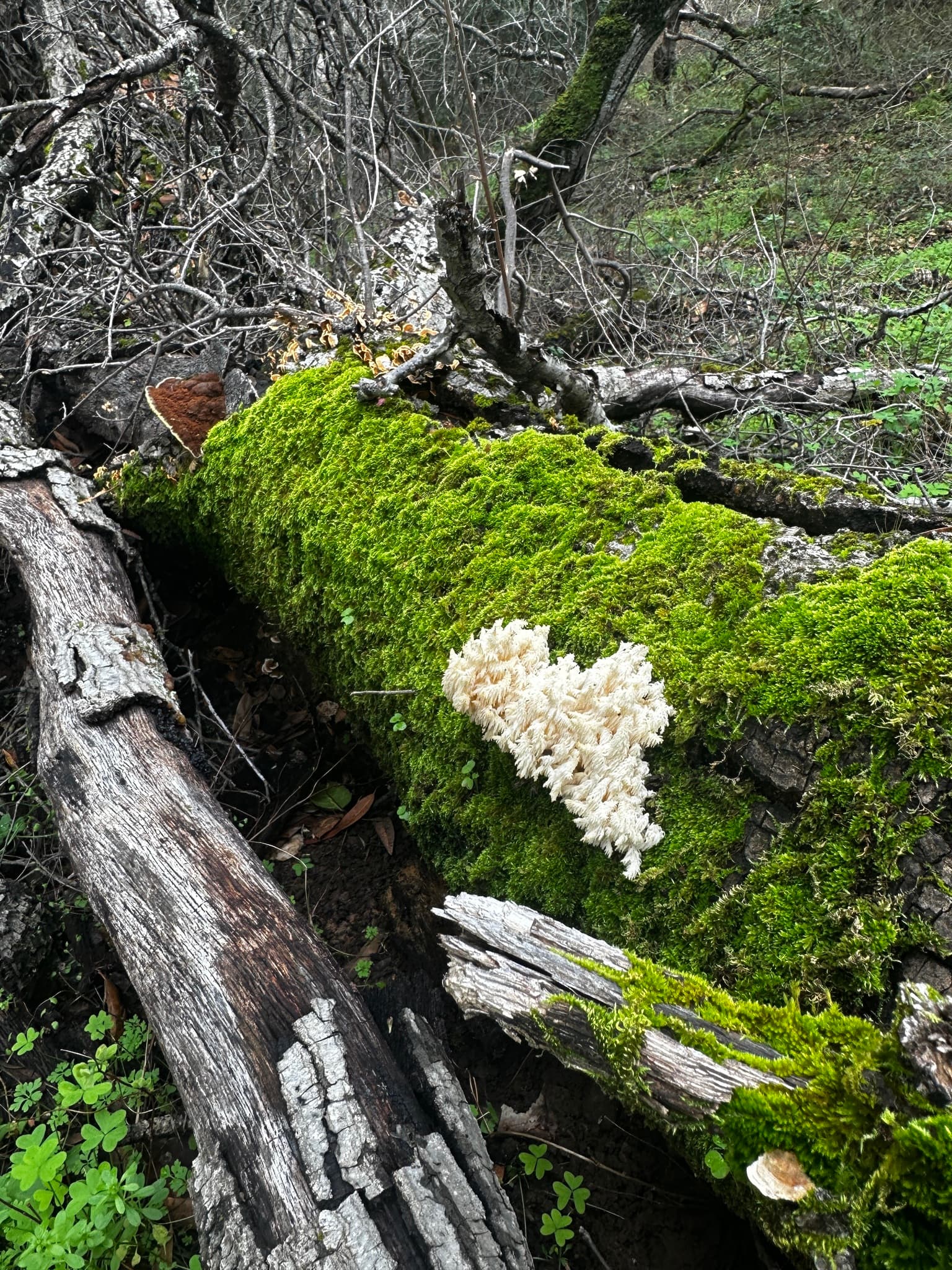 Coral Tooth Fungus