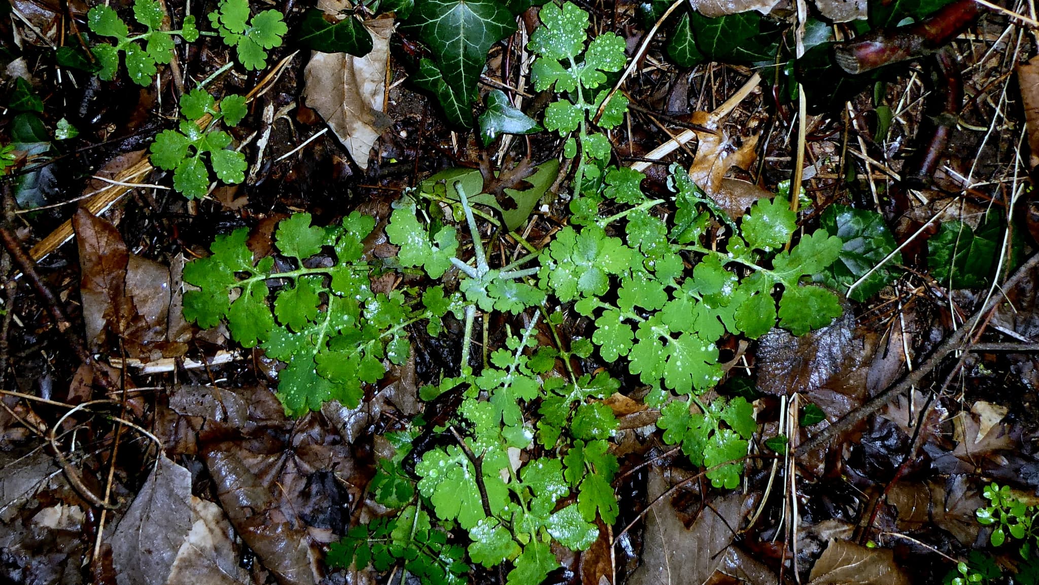 Chelidonium (Celandine)