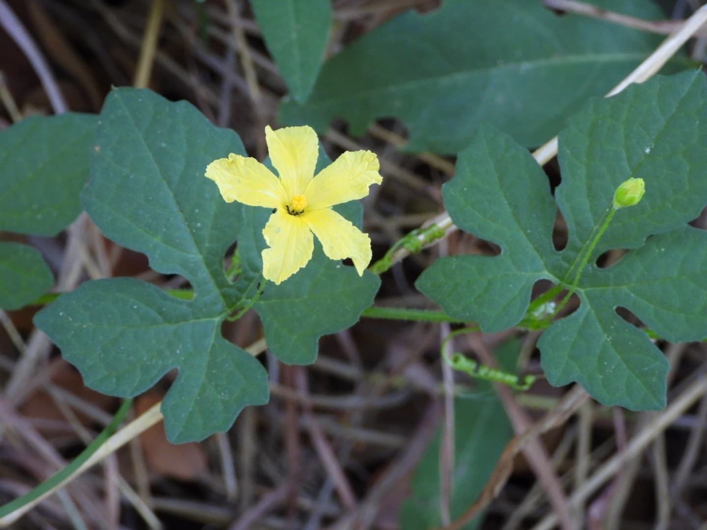 Karela (Bitter Melon)