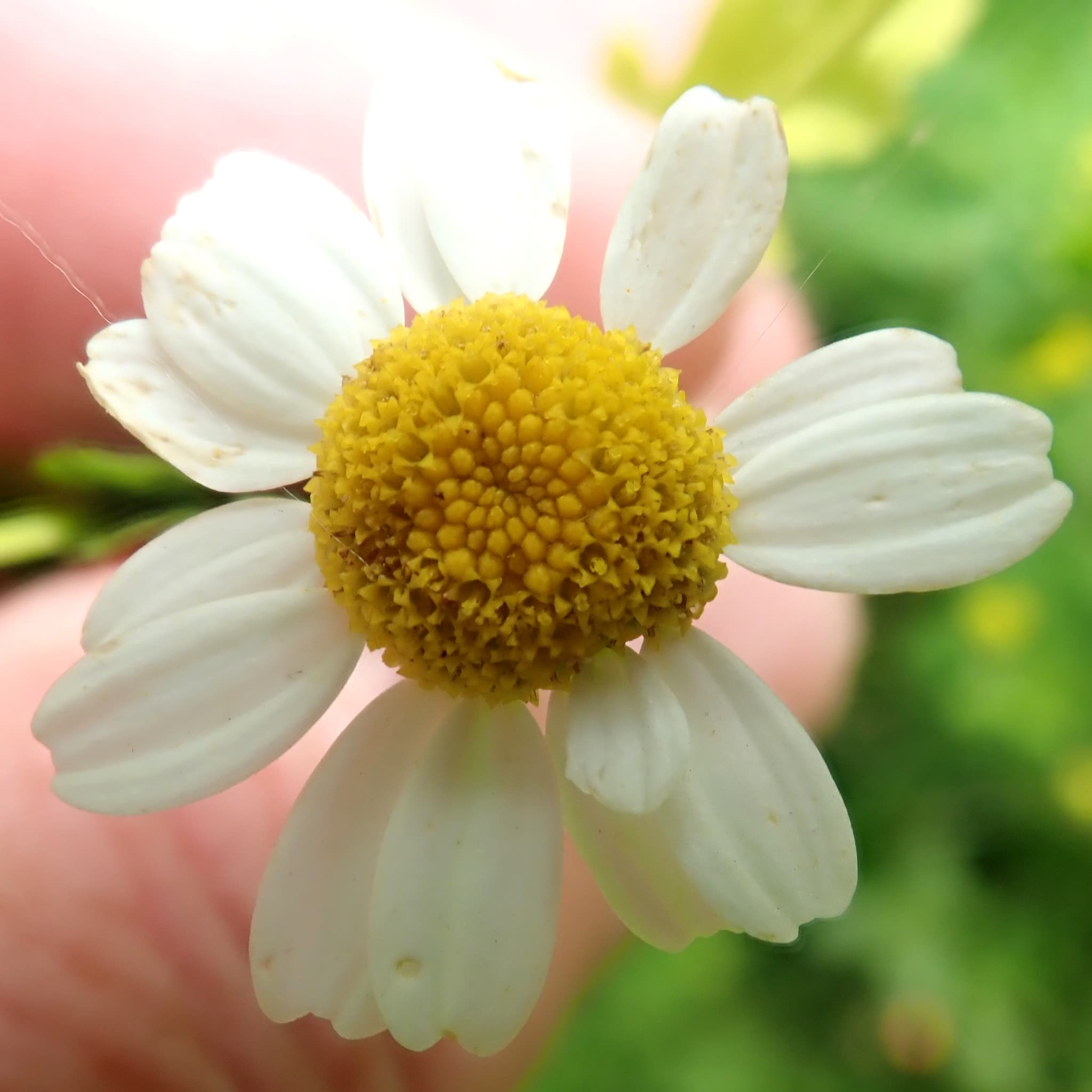 Feverfew
