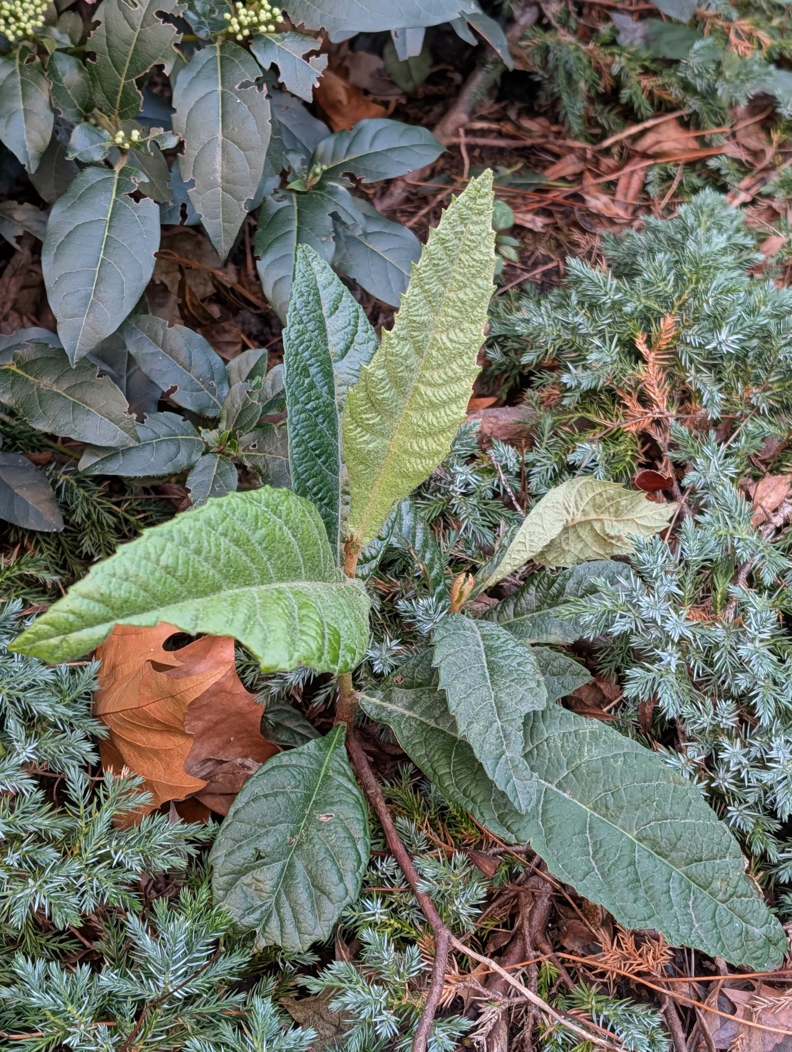 Loquat Leaf (Pi Pa Ye)