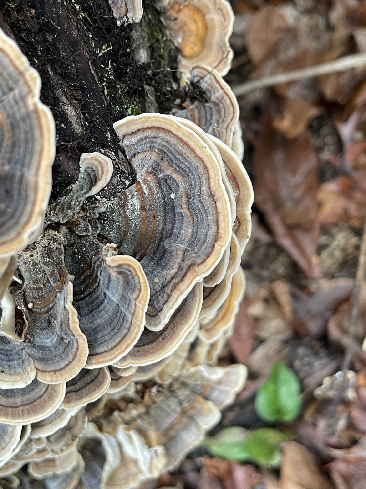 Turkey Tail