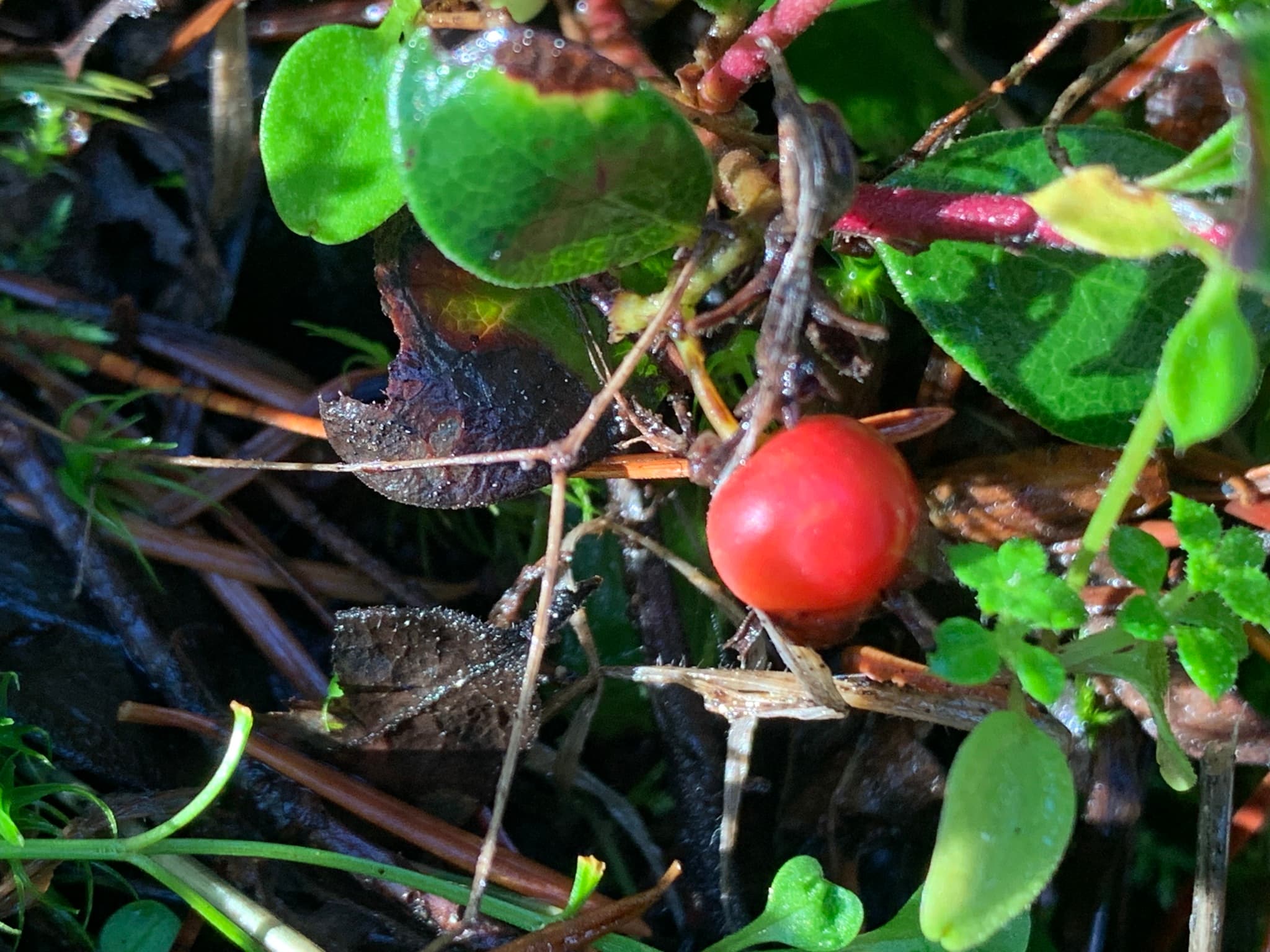 Bearberry (Uva Ursi)