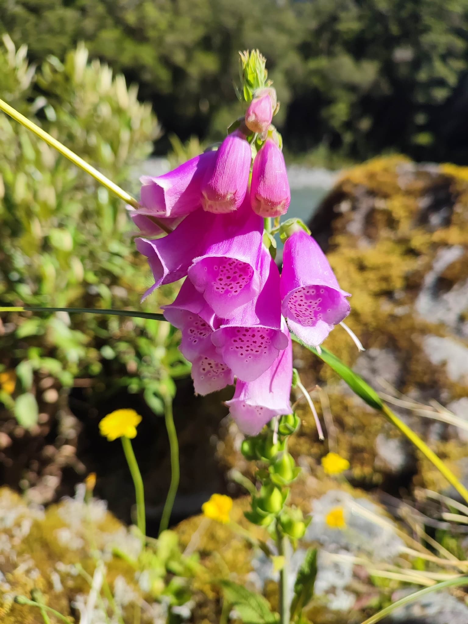 Foxglove