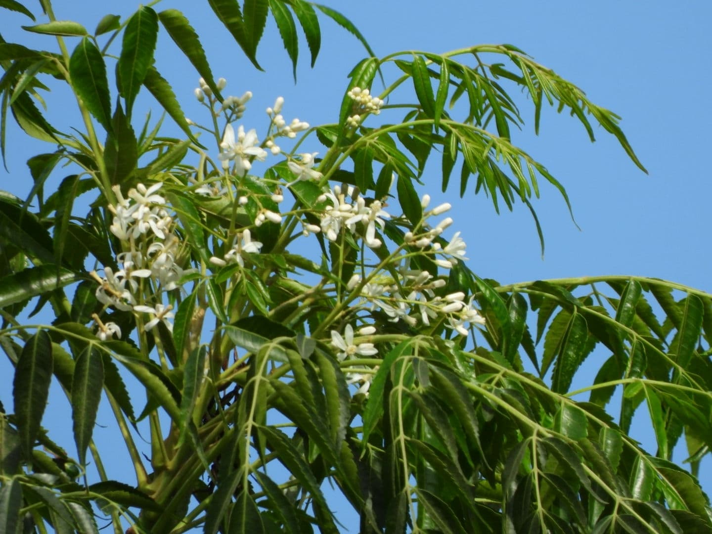 Neem (Nimba)