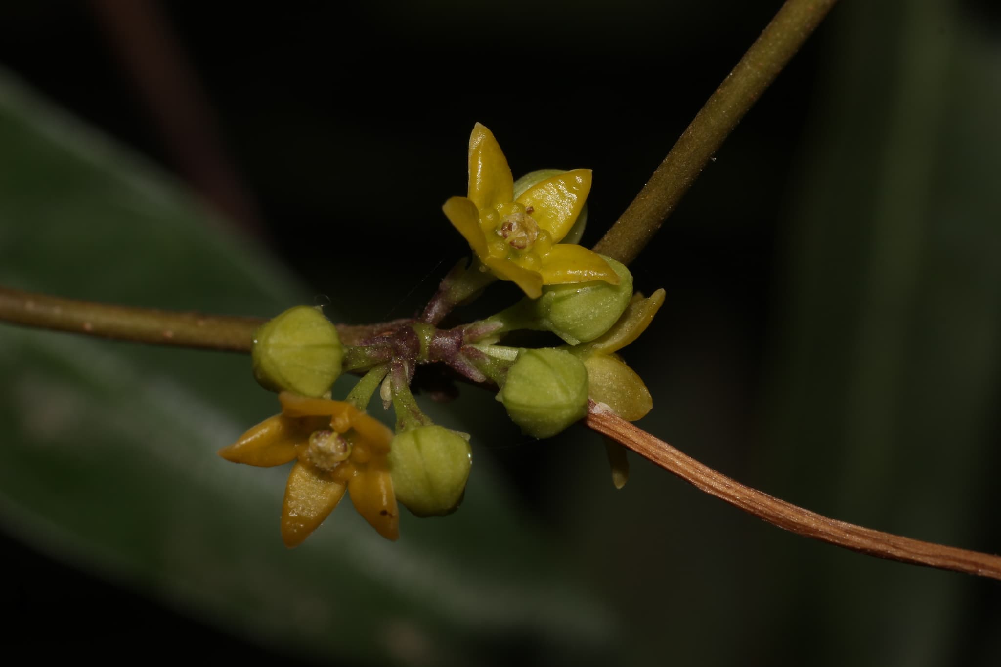 Sariva (Indian Sarsaparilla)