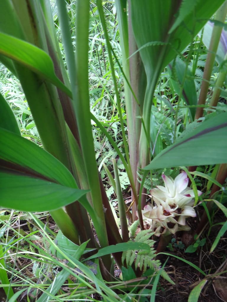 Curcuma Rhizome (E Zhu)