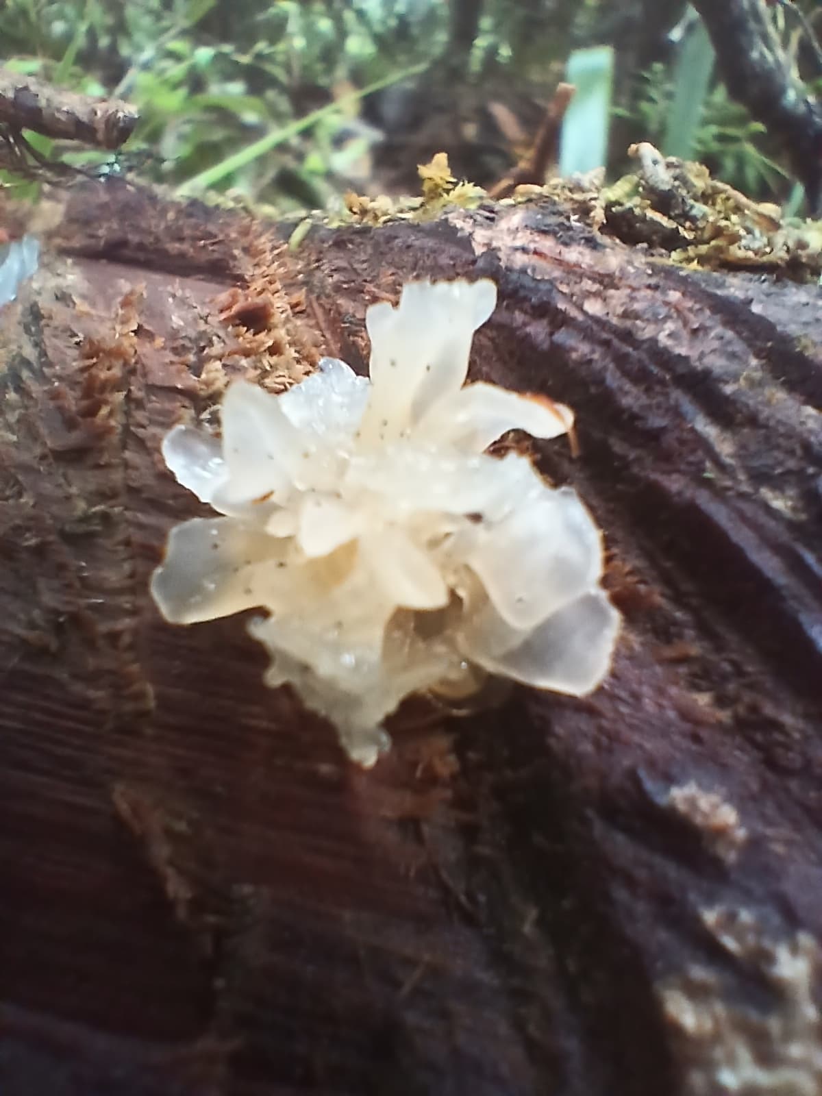 Tremella (Snow Fungus)