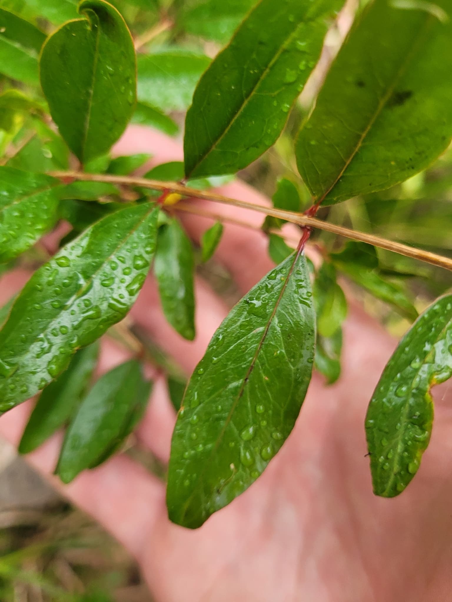 Pomegranate (Dadima)