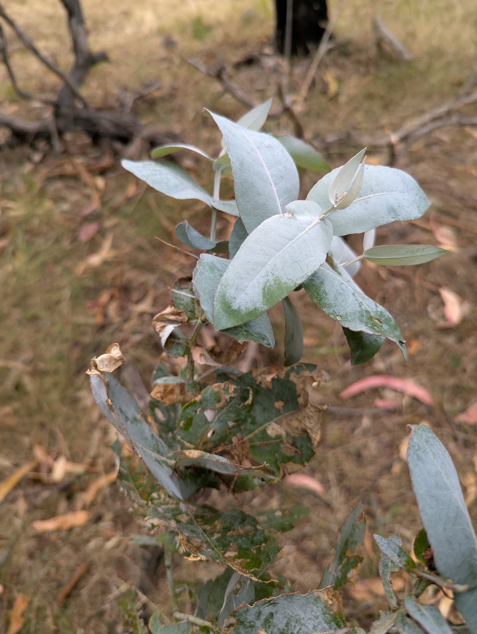 Eucalyptus