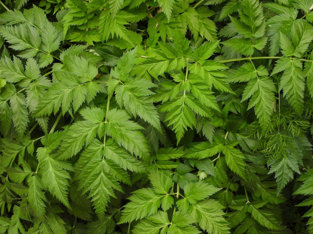 Ligusticum (Chuan Xiong)
