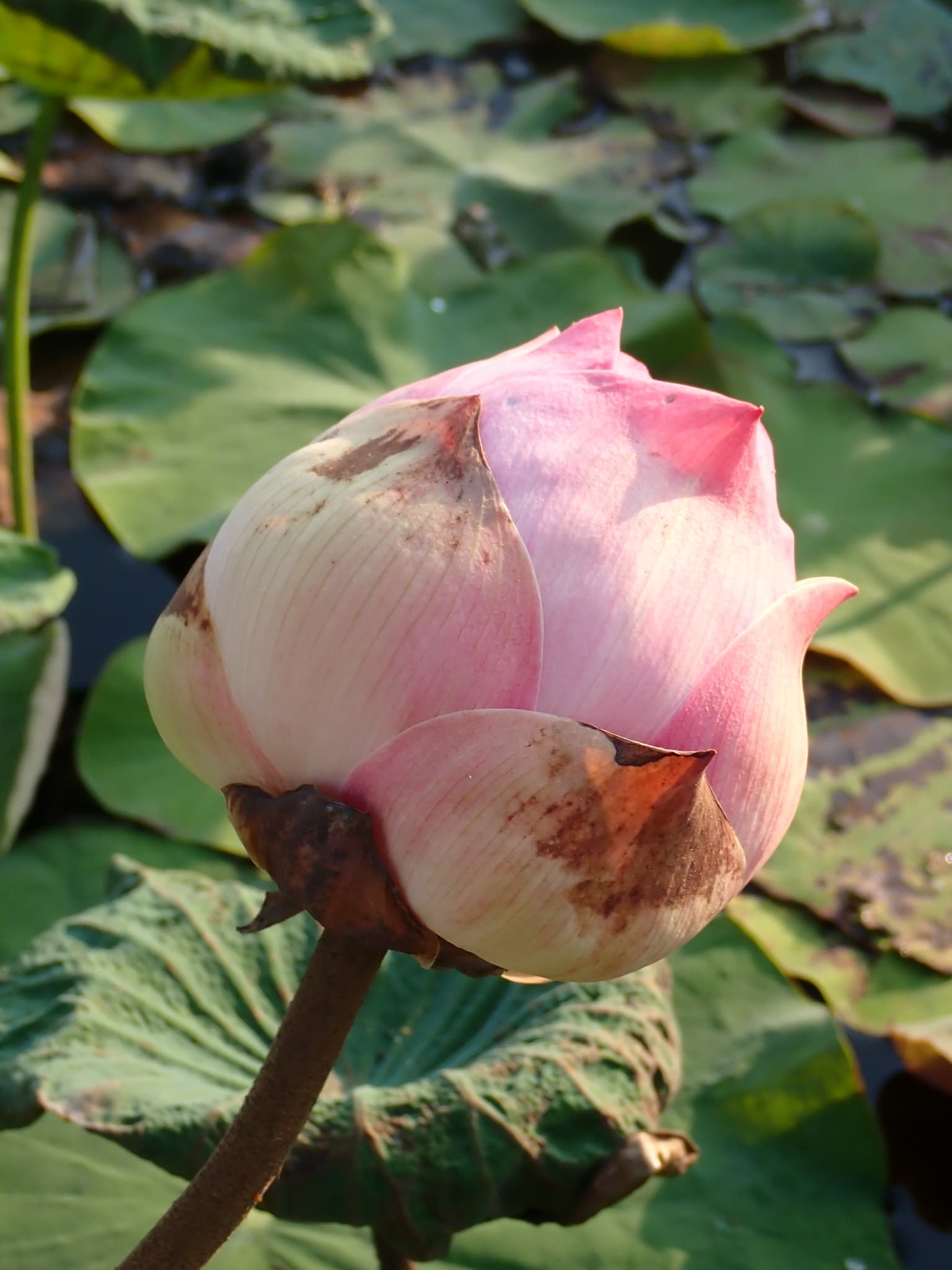 Lotus