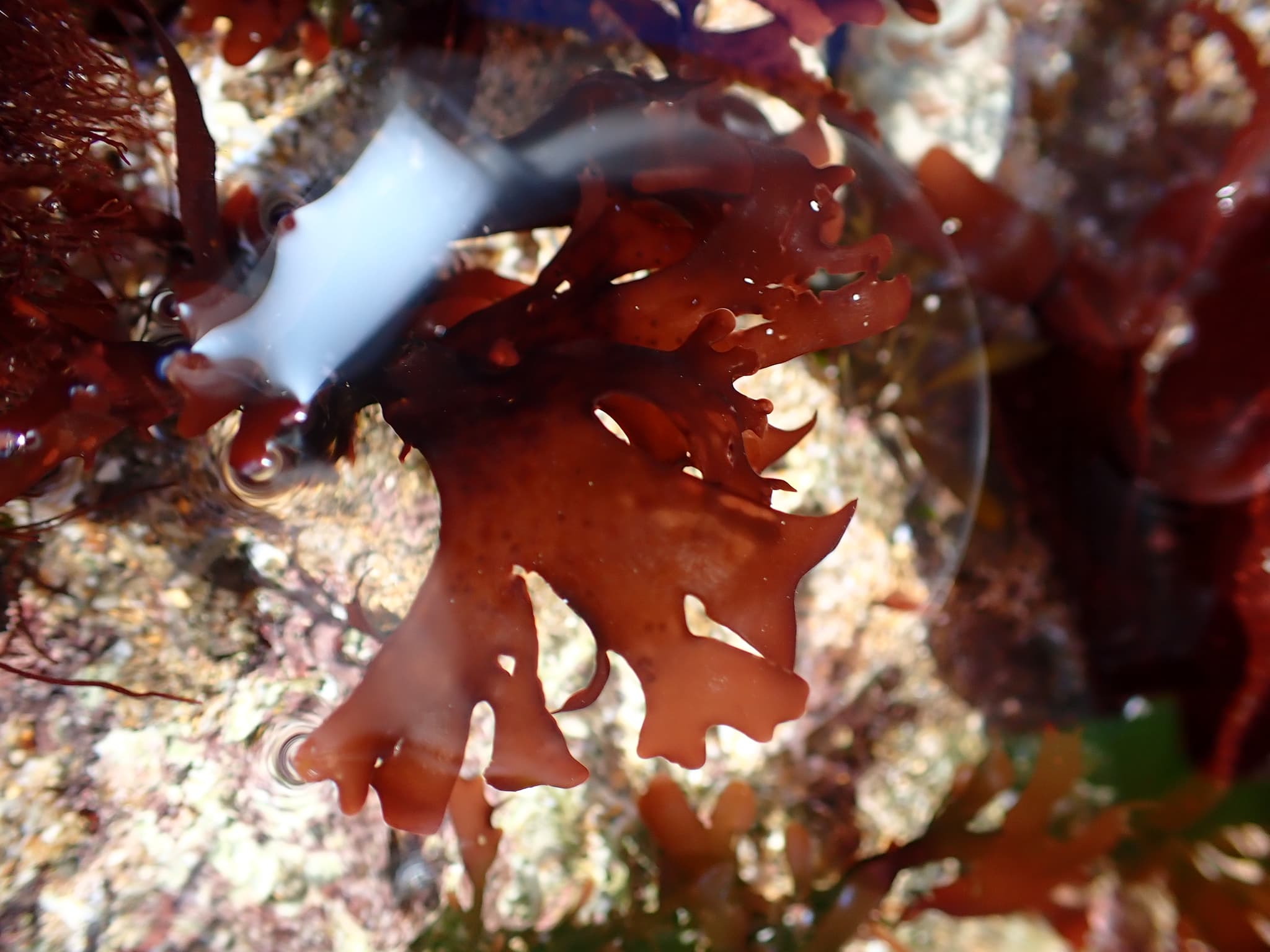 Sea Moss / Irish Moss