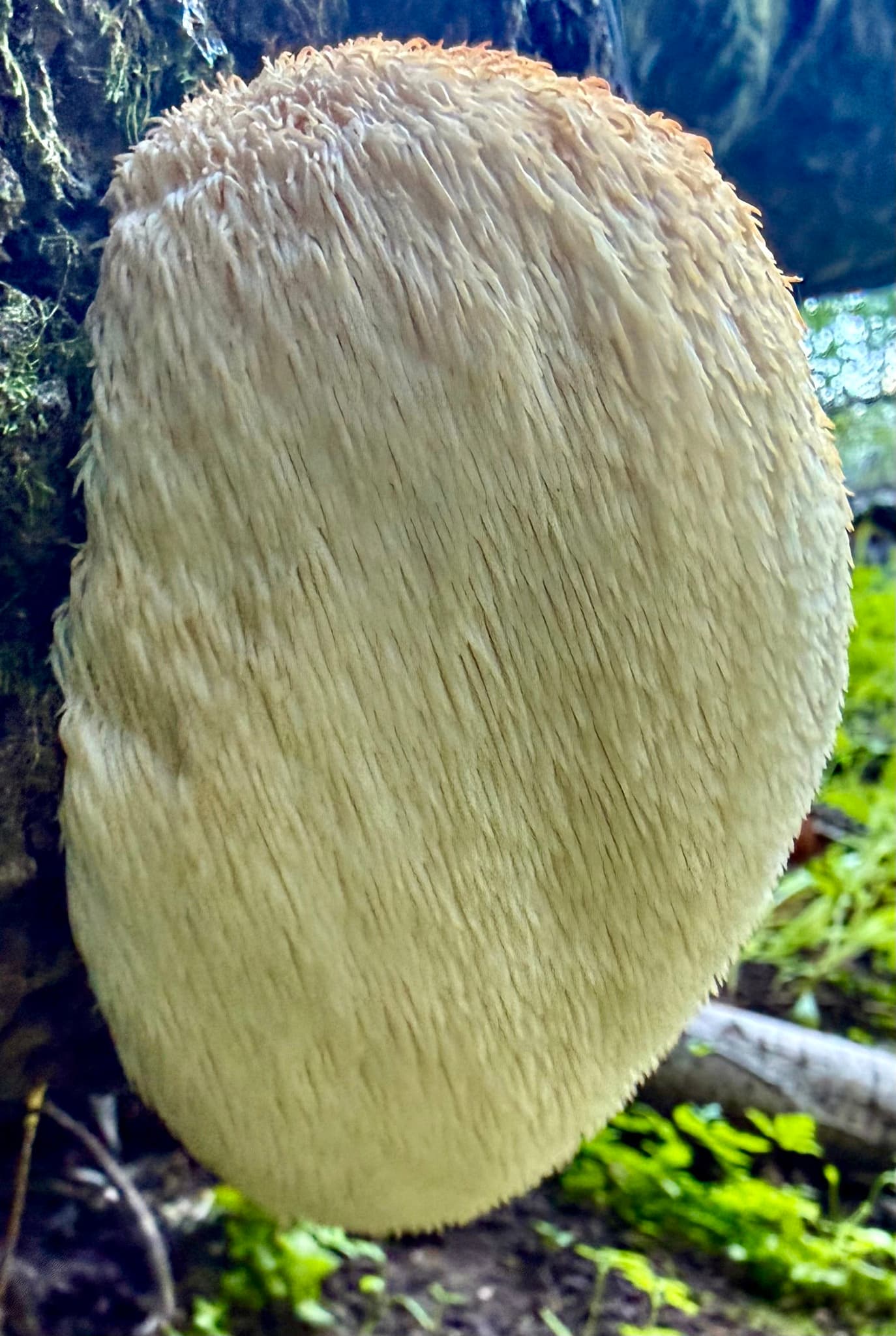 Lion's Mane