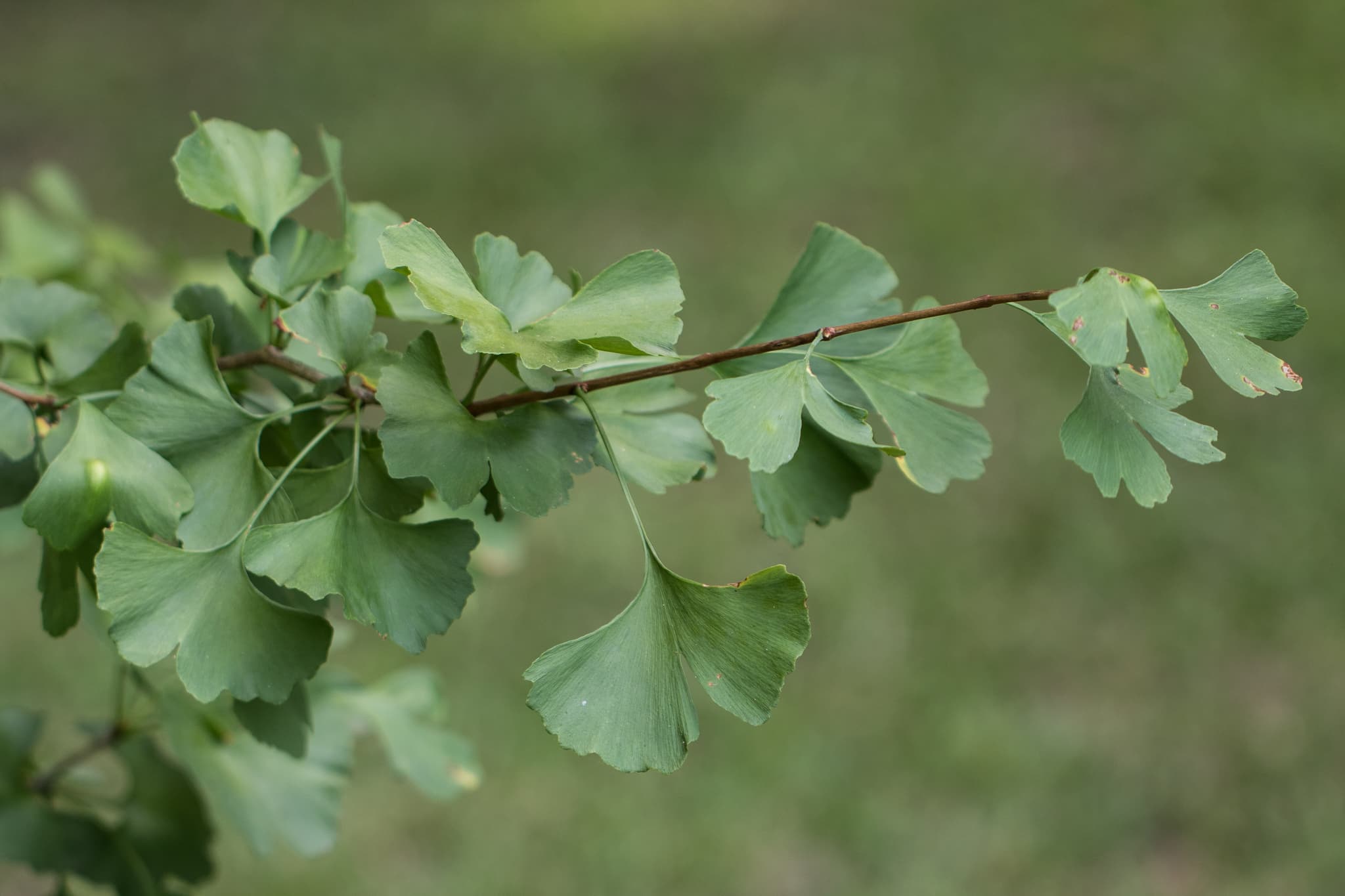 Ginkgo