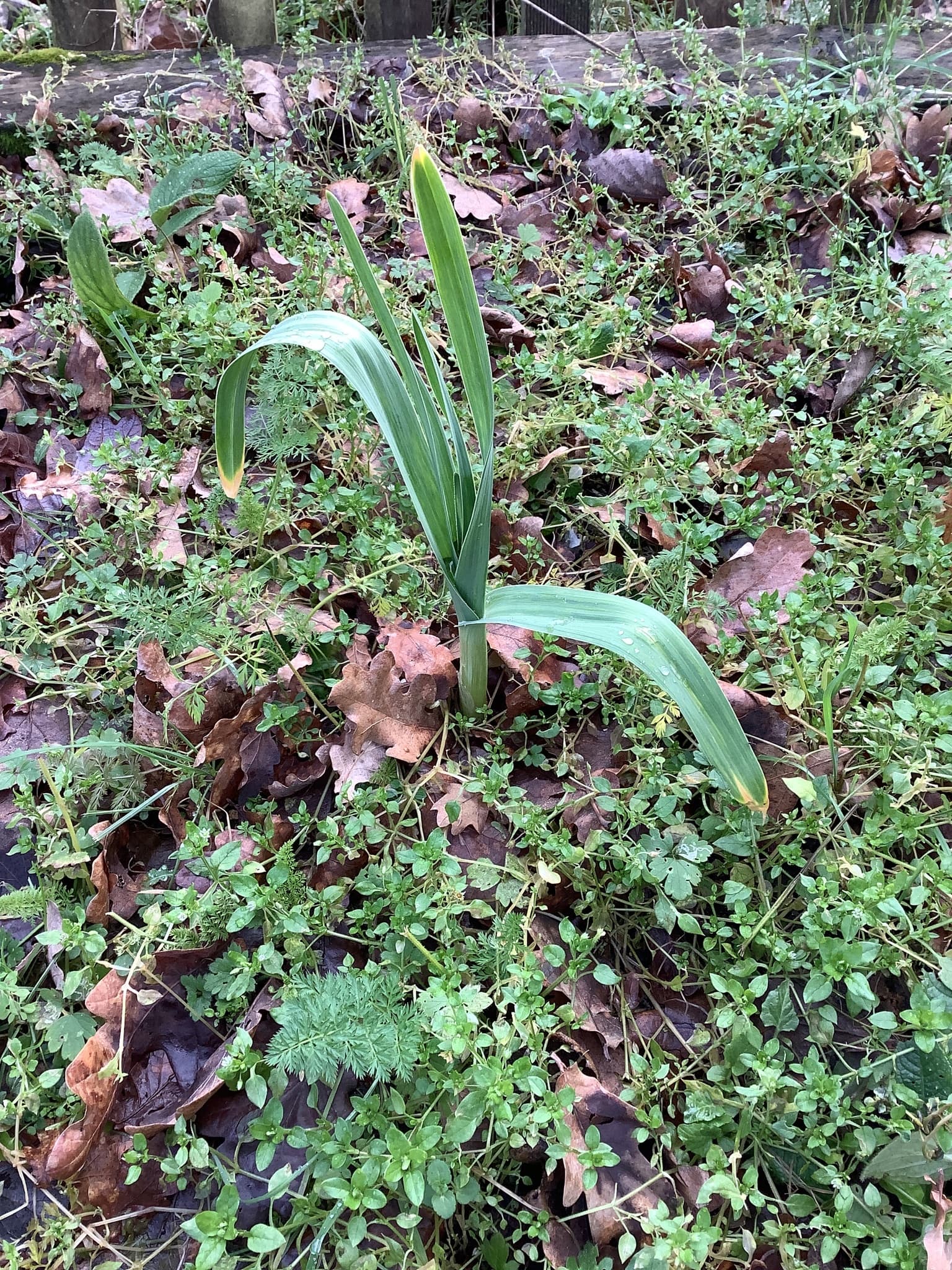 Garlic (cardiovascular focus)