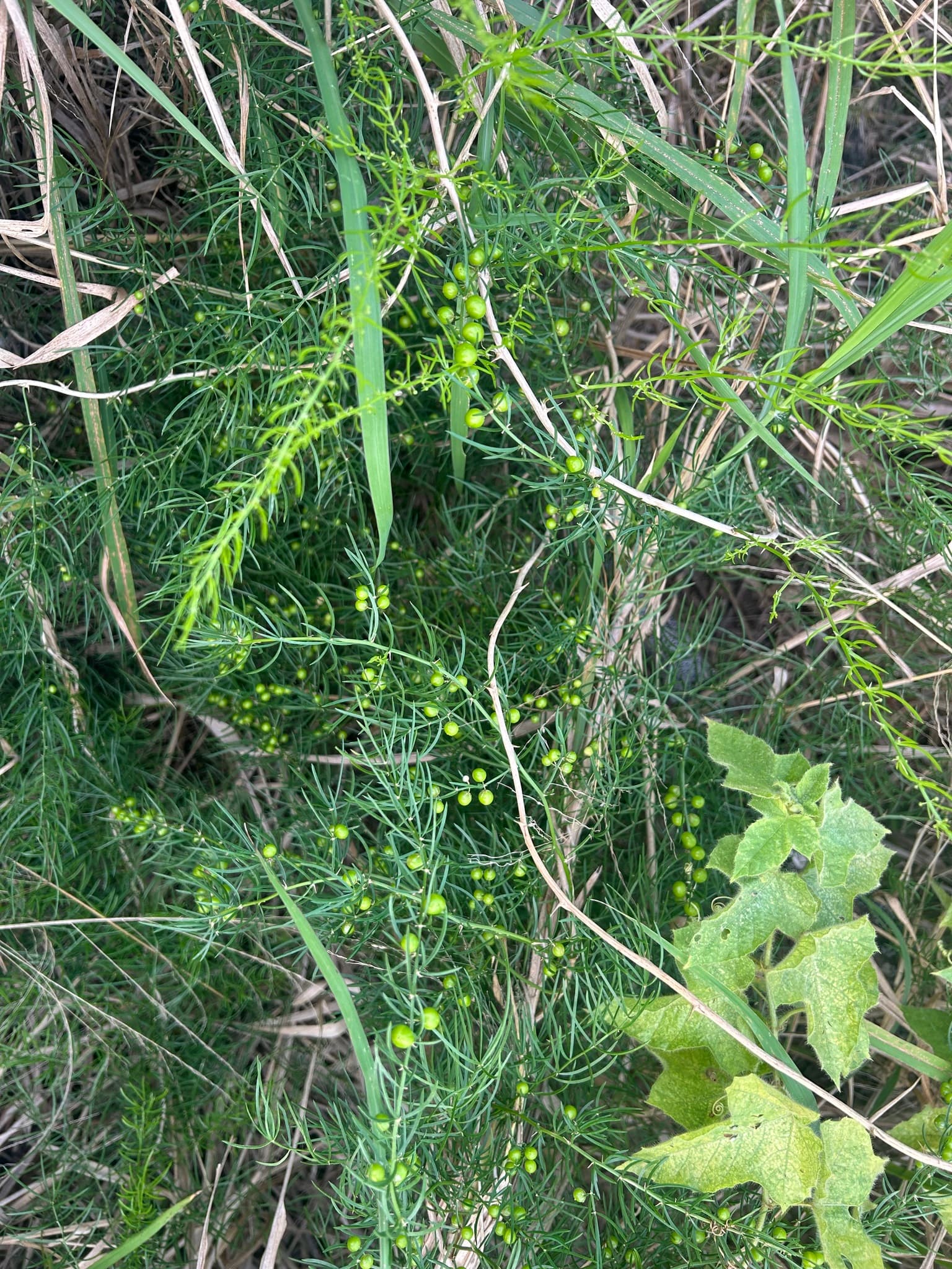 Asparagus Root (Tian Men Dong)