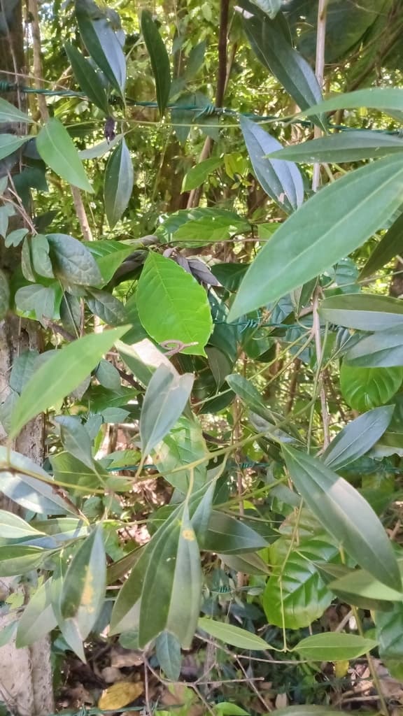 Cinnamon Bark (Rou Gui)