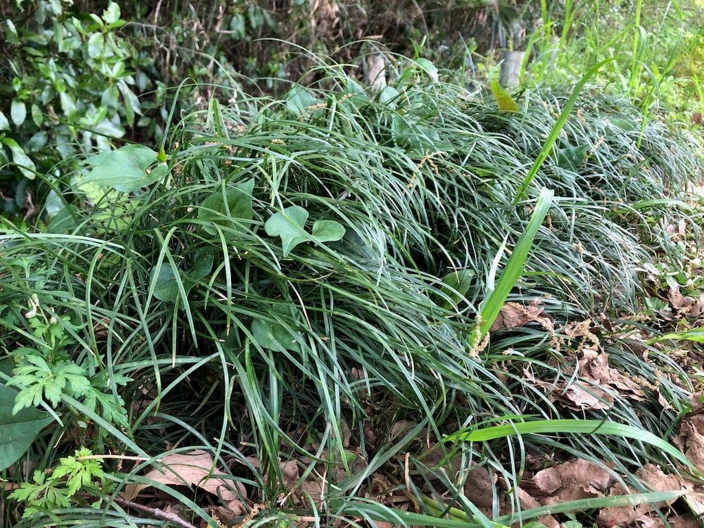 Ophiopogon (Mai Men Dong)