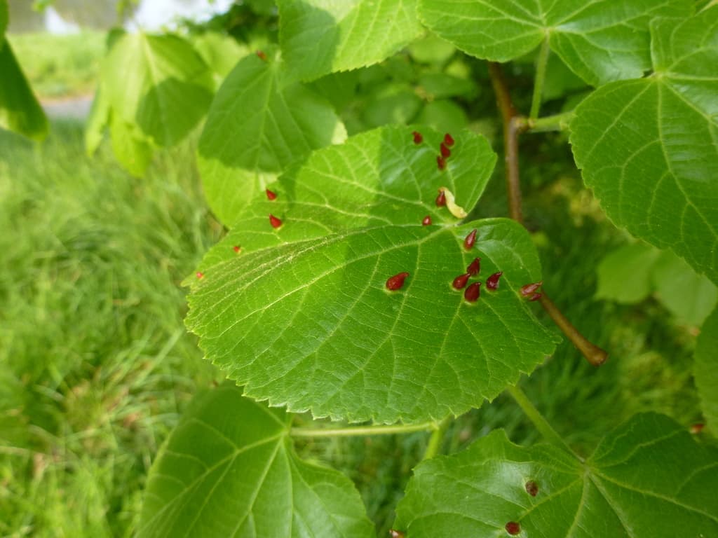 Linden / Lime Blossom