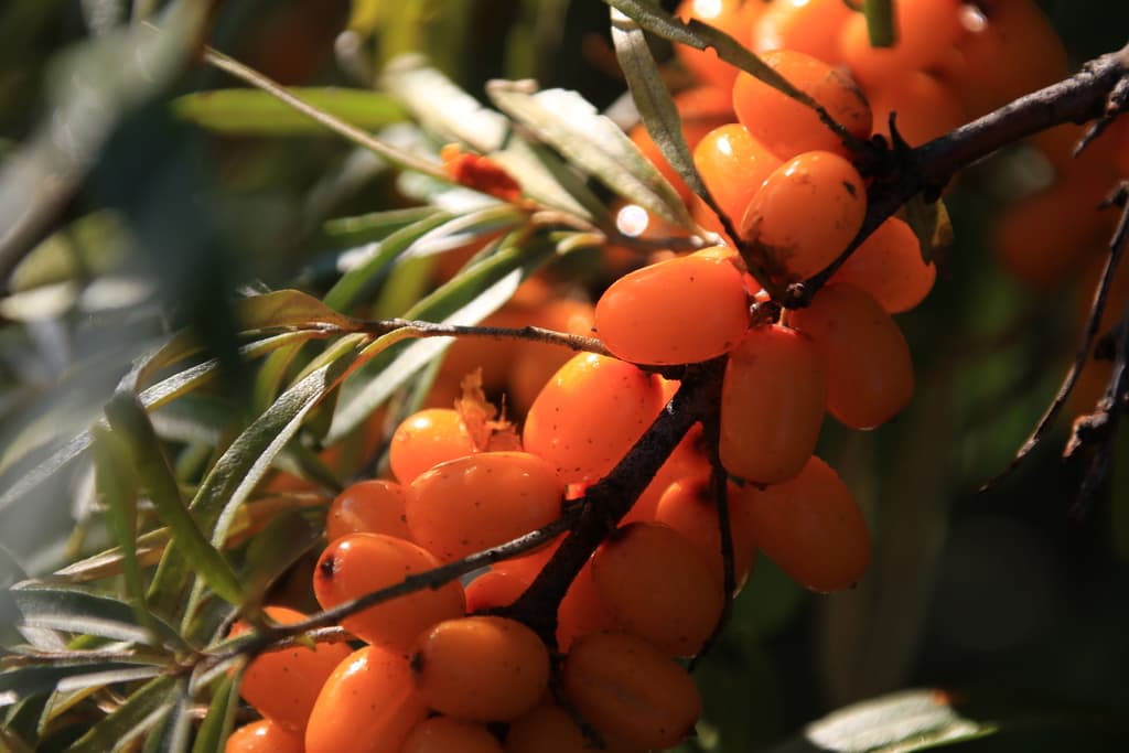 Sea Buckthorn