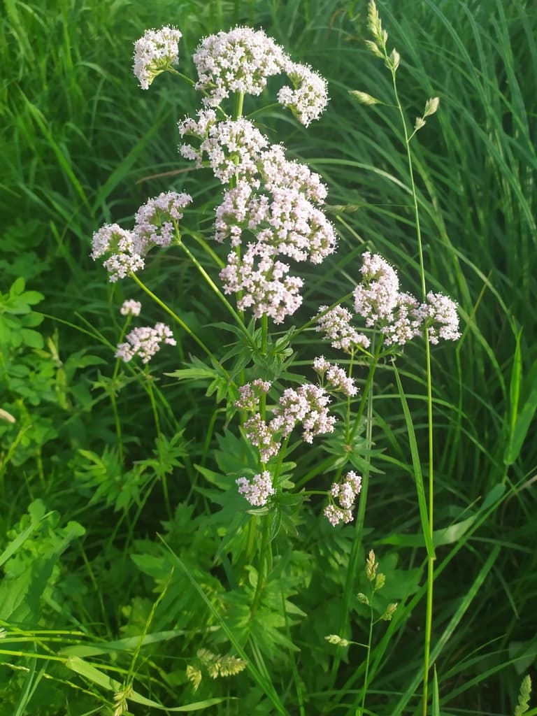 Valerian