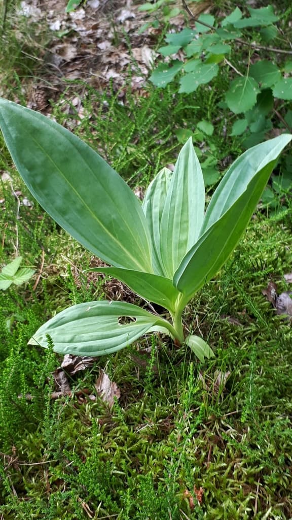 Gentian (Long Dan Cao)