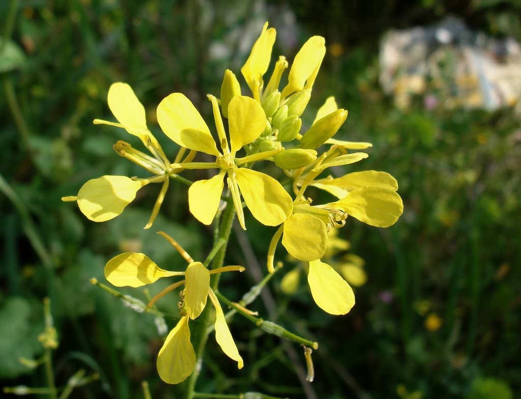 Mustard Seed