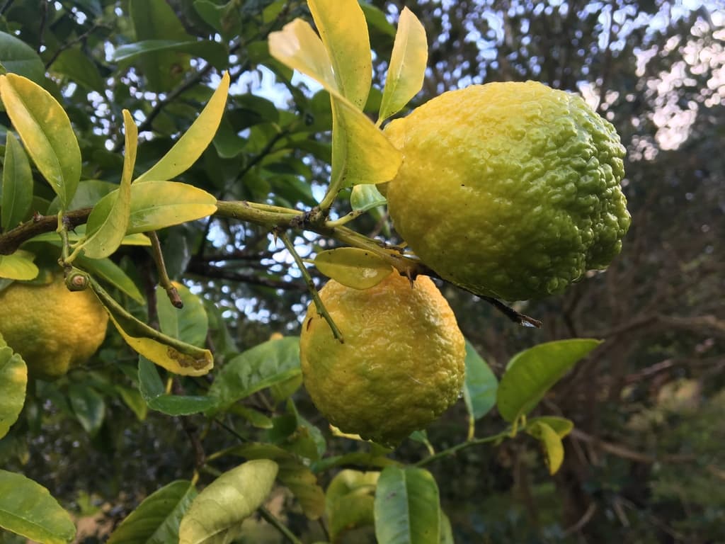 Citrus Peel (Chen Pi)