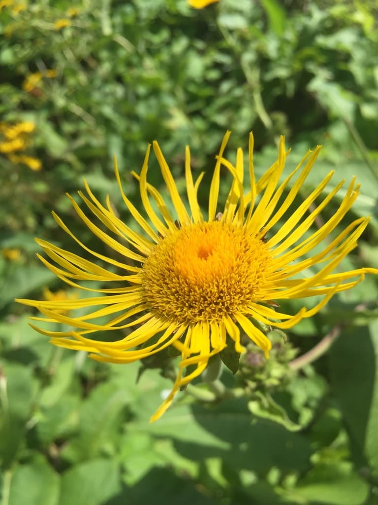 Elecampane
