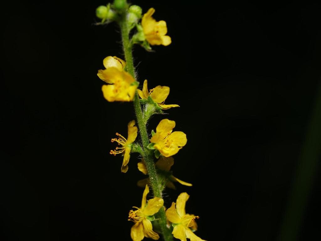 Agrimony