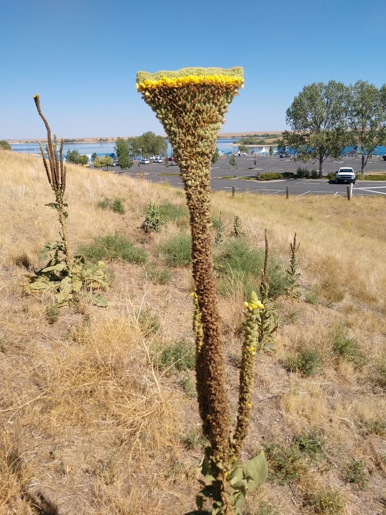 Mullein