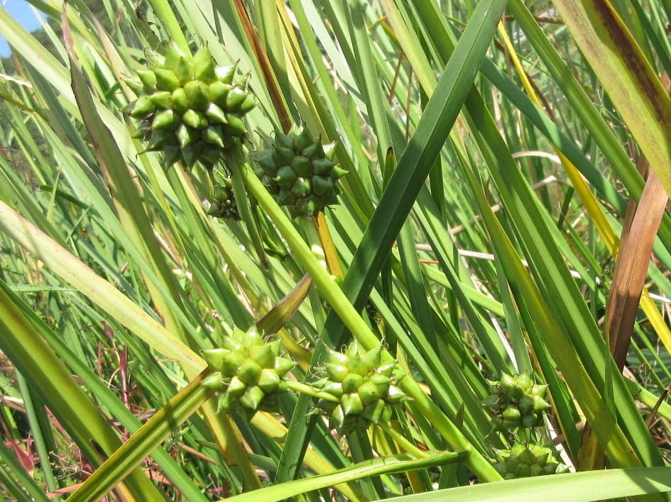 Sparganium (San Leng)