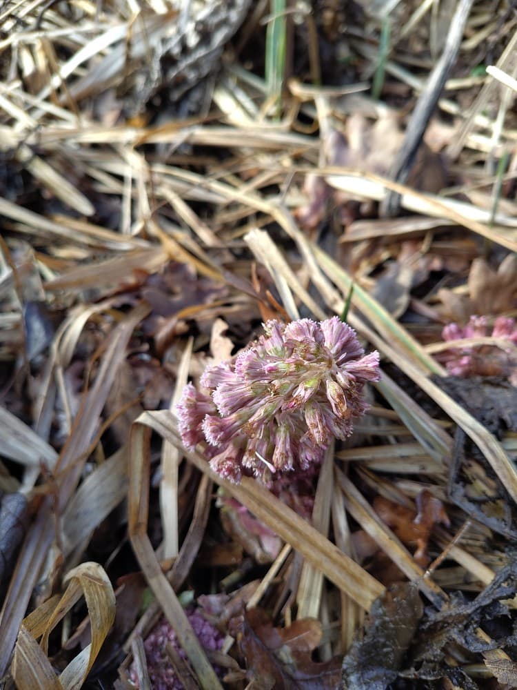 Butterbur